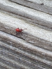 Insecta