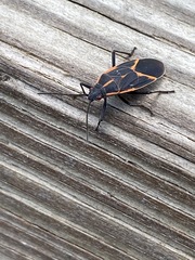 Boisea trivittata