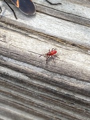 Insecta