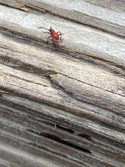 Insecta