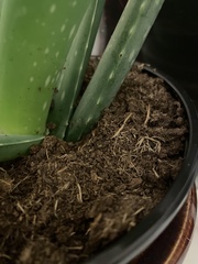 Aloe vera vera
