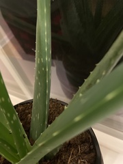 Aloe vera vera