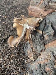 Agaricales