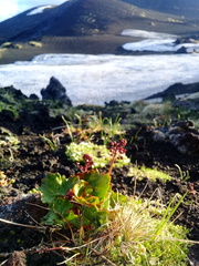 Micranthes purpurascens