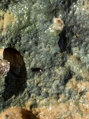 Microcylloepus