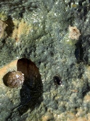 Microcylloepus
