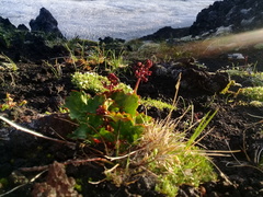 Micranthes purpurascens
