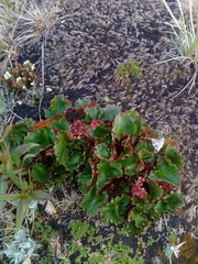 Micranthes purpurascens