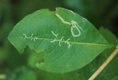 Phytomyza aprilina