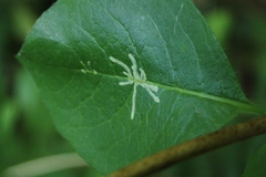 Phytomyza aprilina