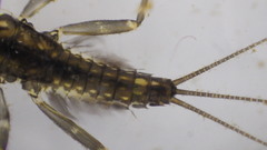 Stenacron interpunctatum