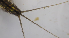 Stenacron interpunctatum