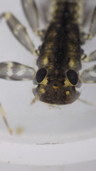 Stenacron interpunctatum