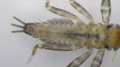 Stenacron interpunctatum