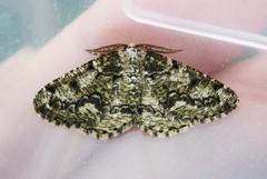 Cleorodes lichenaria