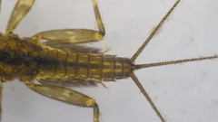 Stenacron interpunctatum