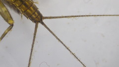 Stenacron interpunctatum