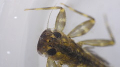 Stenacron interpunctatum