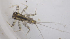 Stenacron interpunctatum
