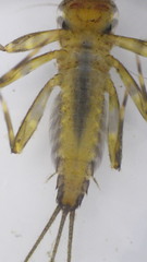 Stenacron interpunctatum