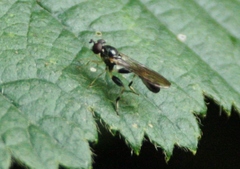 Sphegina elegans