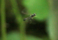 Sphegina elegans