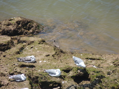 Numenius phaeopus