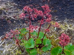 Micranthes purpurascens