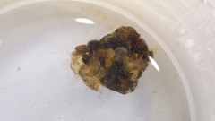 Glossosoma