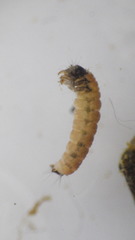 Glossosoma