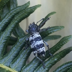 Aegorhinus superciliosus