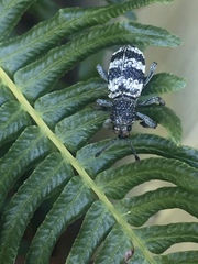 Aegorhinus superciliosus