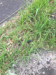 Dorcus parallelipipedus