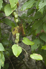 Dioscorea caucasica