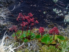 Micranthes purpurascens