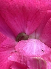 Insecta