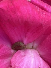 Insecta