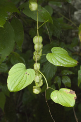 Dioscorea caucasica