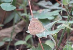 Eurema daira