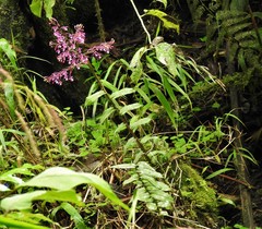 Epidendrum laeve