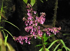 Epidendrum laeve