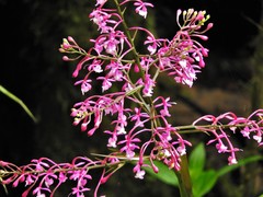 Epidendrum laeve