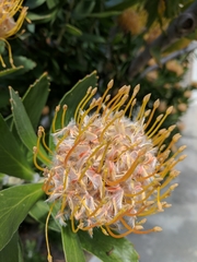 Leucospermum × hybridum