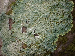 Punctelia missouriensis