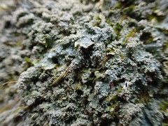 Punctelia missouriensis