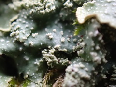 Punctelia missouriensis