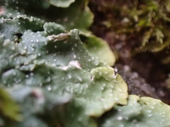 Punctelia missouriensis