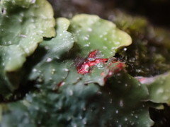 Punctelia missouriensis