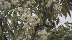 Cordia alliodora