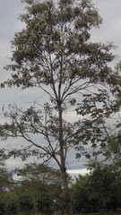 Cordia alliodora